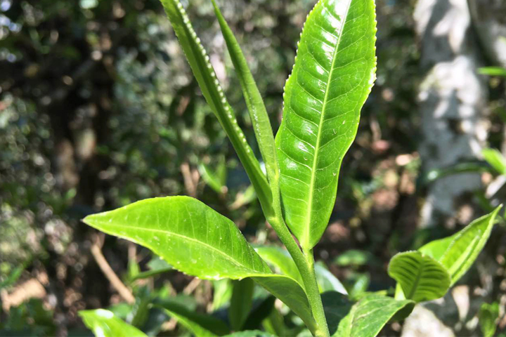 原价138元/盒,品古树茶图片普洱茶嫩芽古树茶嫩芽明前茶普洱茶鲜叶图