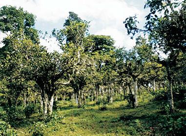 迷帝贡茶古茶山