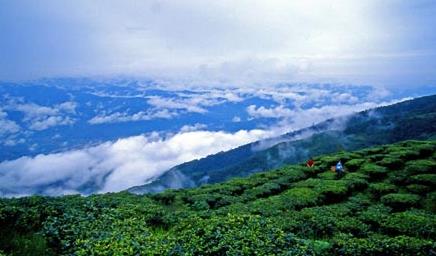 保山市茶区