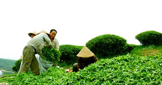 中国茶叶冲击缅甸本土市场