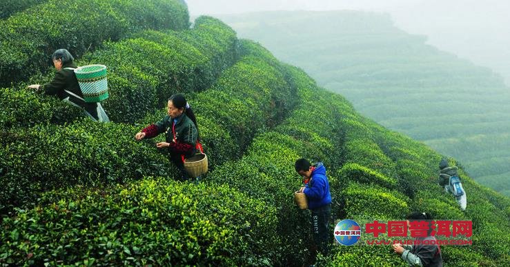 茶叶采摘之方法-普洱茶采摘-普洱茶生产-普洱茶官方—