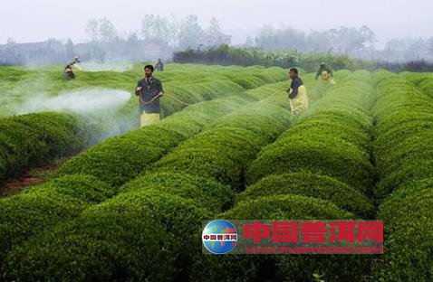 控制茶叶中农药残留的茶园管理知识