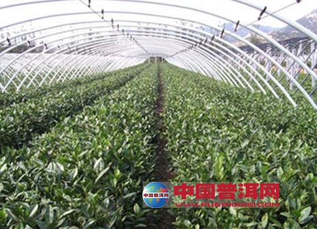 大棚茶叶栽培管理技术-种植知识-普洱茶栽培-中