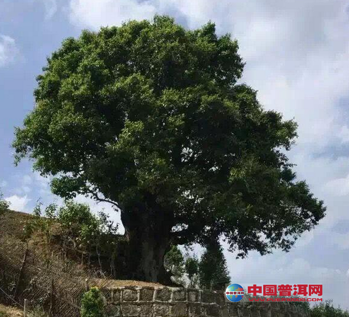 山头篇玩转揭秘普洱茶山之临沧茶区和普洱茶区