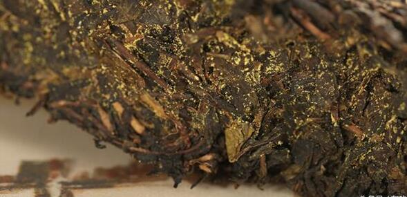 安化黑茶的"金花"不是有毒黄曲霉素而是有益的冠突散囊菌