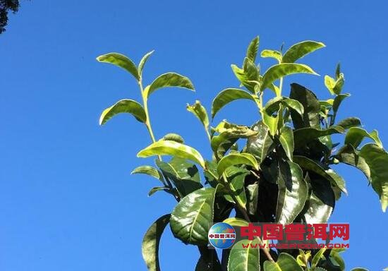 温度是茶树生长不可或缺的重要因素之一,温度变化影响茶树的地理分布