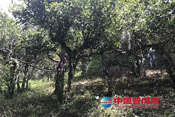 2019年少雨天气,版纳地区部分古茶园产量