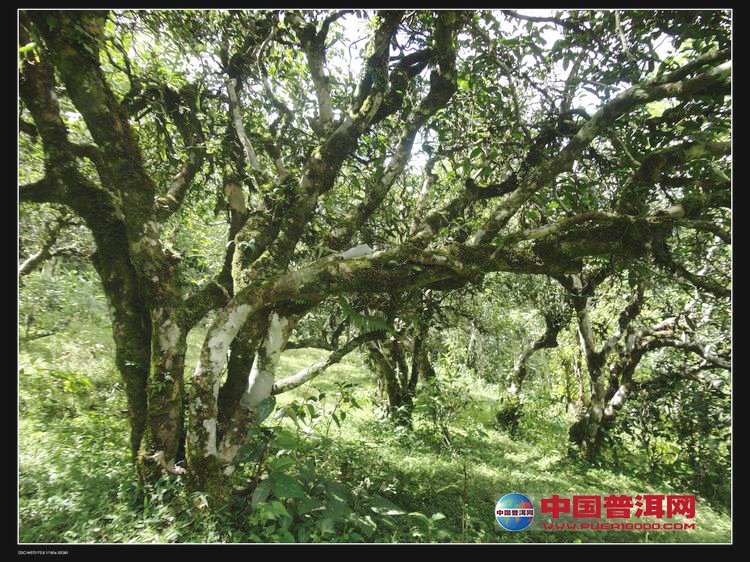 普洱茶