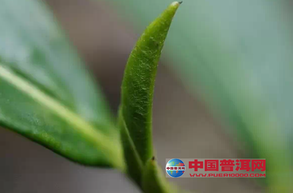 1斤好茶60000個芽頭是怎樣來的-普洱茶製作-普洱茶生產-中國普洱網