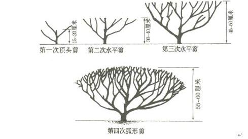 幼年茶树的定型修剪