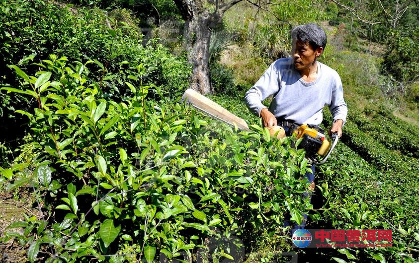 治虫,修剪,灌溉,采摘等技术,其中茶园病虫害防治和肥培管理技术对茶叶