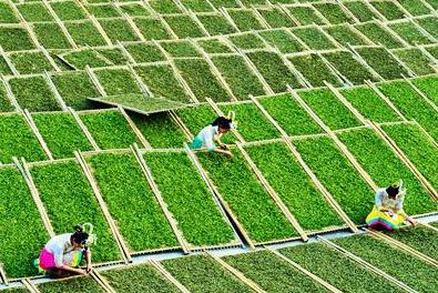 白毫銀針茶萎凋介紹-其他茶類-茶葉茶庫-中國普洱網—普洱茶官方網站