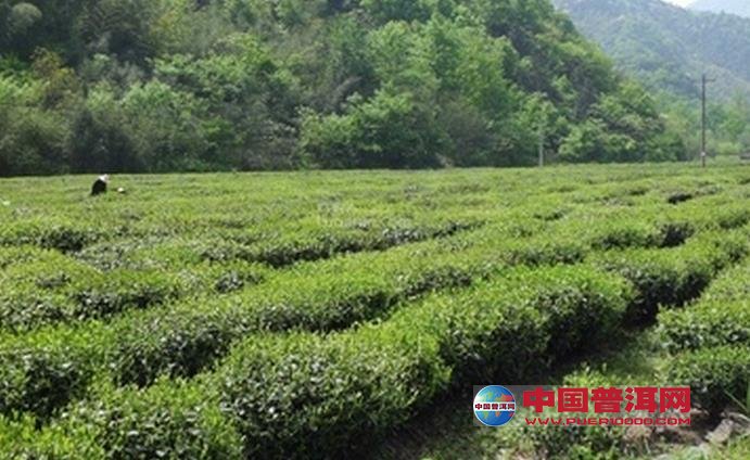 六安瓜片产地分布-其他茶类-茶叶茶库-中国普洱网—普洱茶官方网站