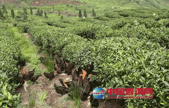 茶圆赤星病是茶树嫩芽叶病害之一,近年在我省发生甚为普遍,在凤凰水仙