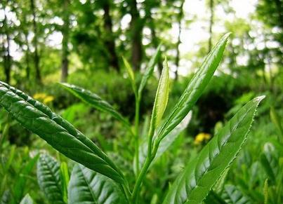 綠茶十大功效-其他茶類-茶葉茶庫-普洱茶官方網站—普洱茶網,www.