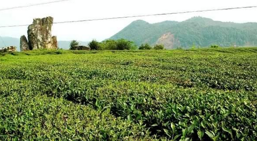 建甌矮腳烏龍茶有哪些特點口感如何-其他茶類-茶葉茶庫-中國普洱網