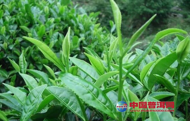 十大名茶之鐵觀音簡析-其他茶類-茶葉茶庫-中國普洱網—普洱茶官方